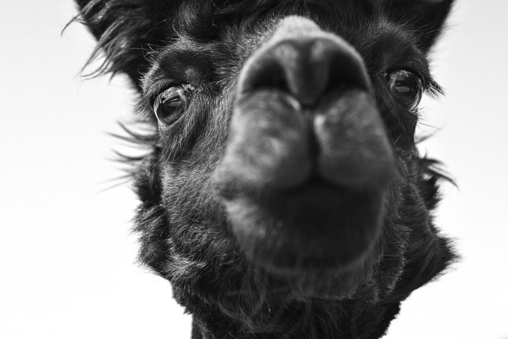 animal rescue jobs uk