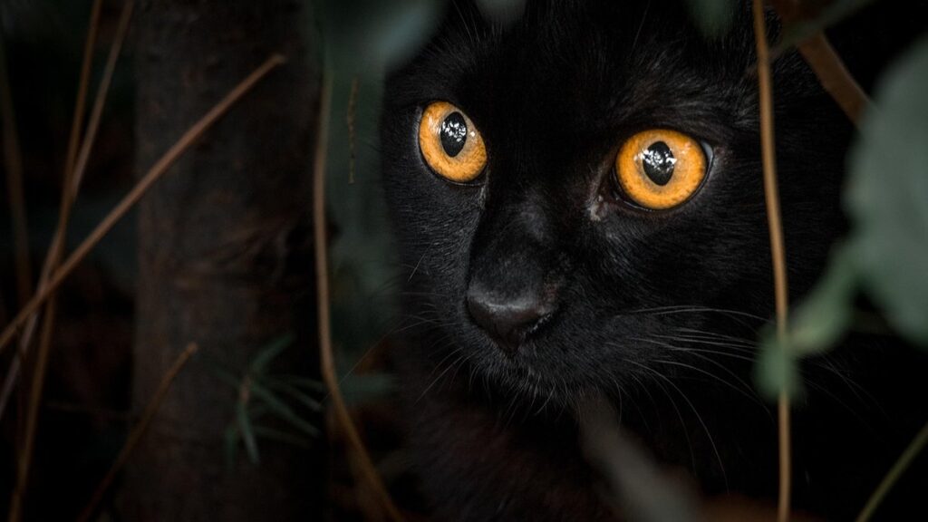 black and white kittens with green eyes