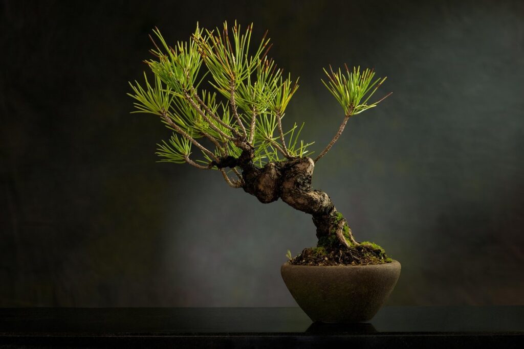 are bonsai plants poisonous to cats