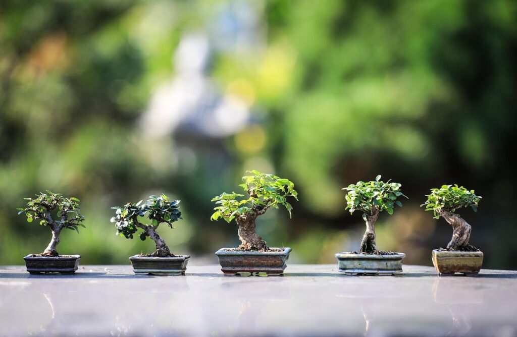 are bonsai plants toxic to cats