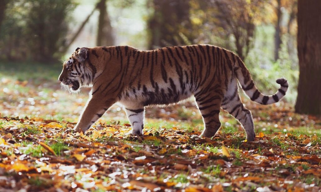 can you walk cats