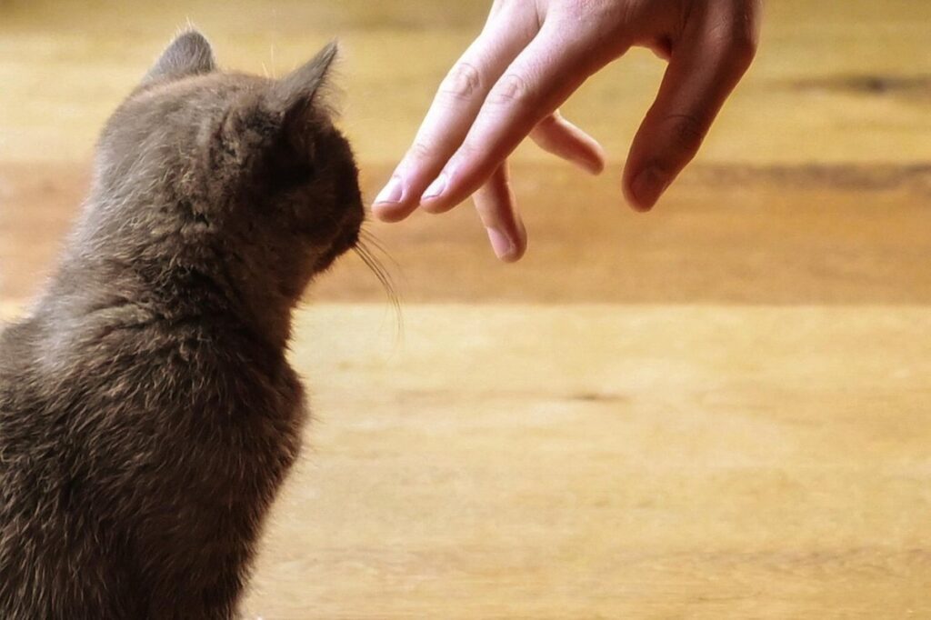 how to get a stray cat to like you