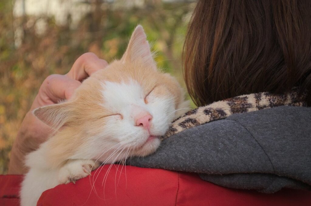 do cats get attached to their owners