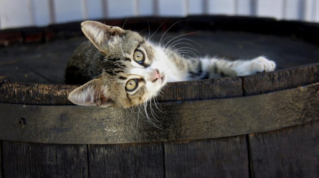 cat barrel