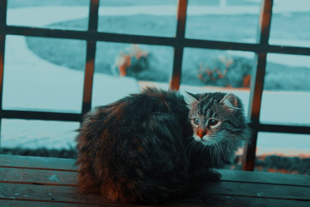 cat bullies