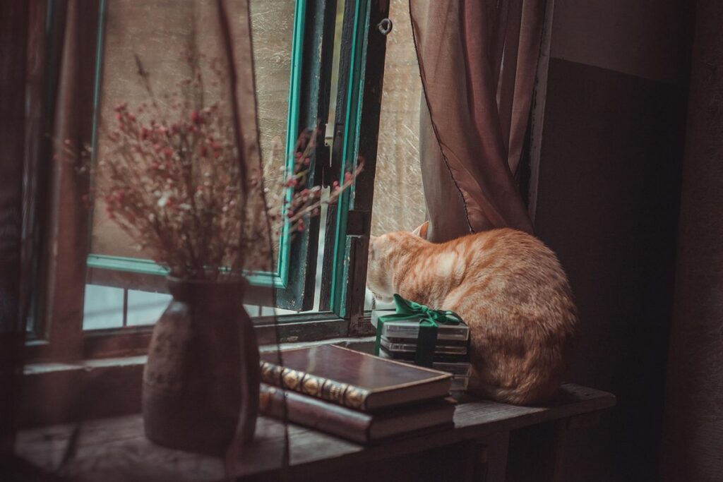cat by window