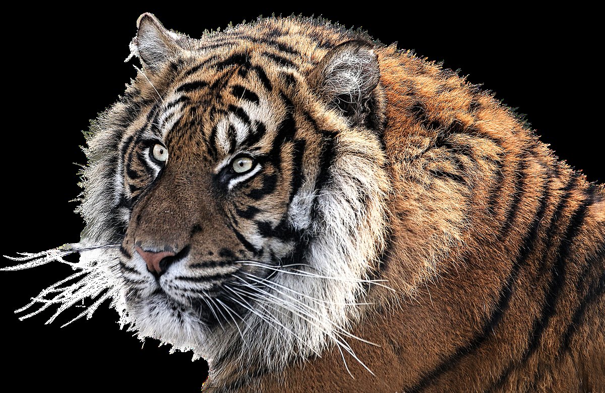 Discovering Natures Masterpieces: Cats with Unique Fur Patterns ...