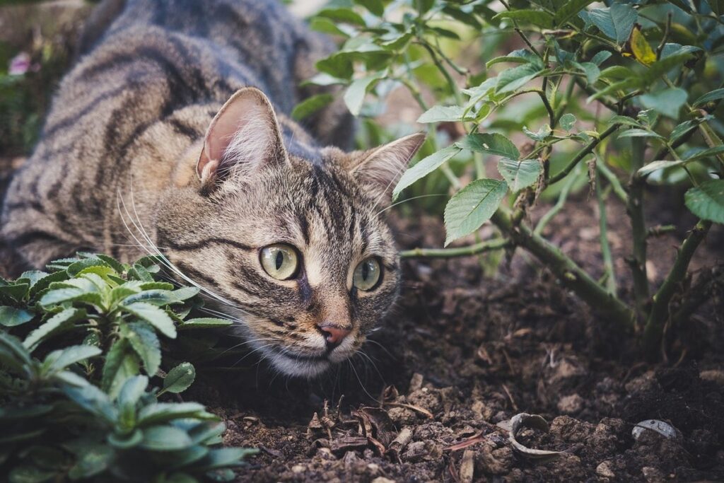 keep cats from pooping in garden