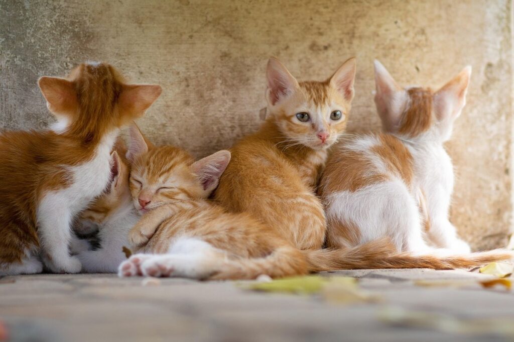 cat grooming kit