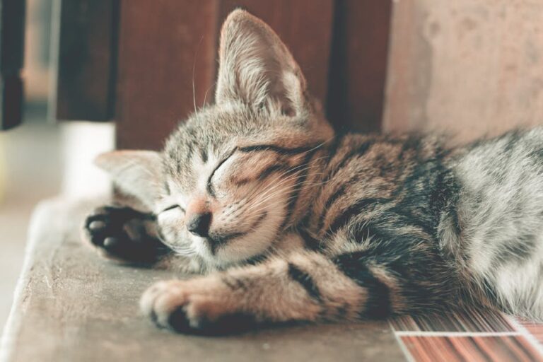 cat growling in sleep