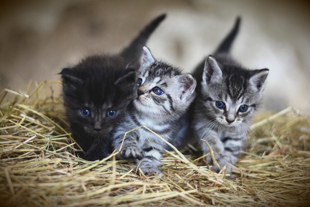 cat hay fever