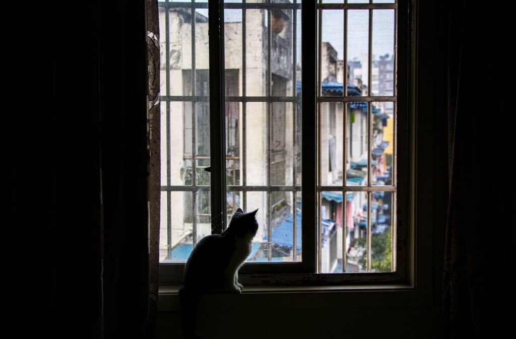 hypertrophic cardiomyopathy cat life expectancy