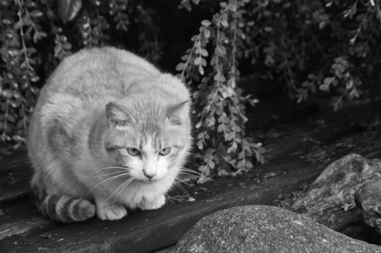 cat hiccups heart disease