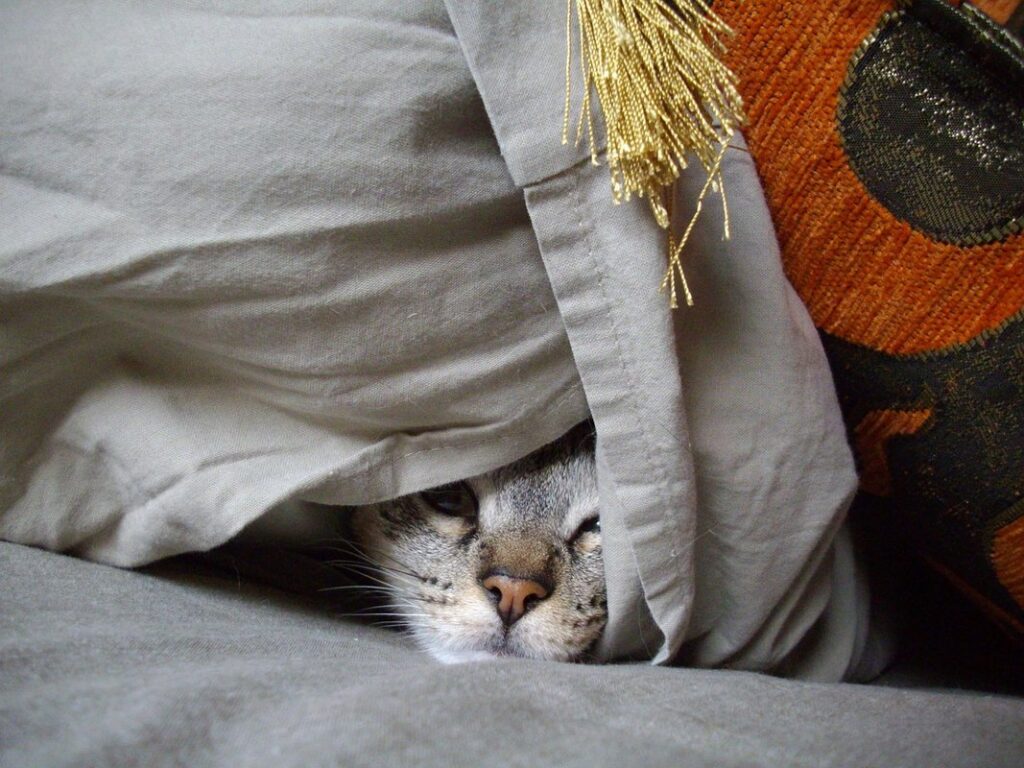 where do cats like to hide