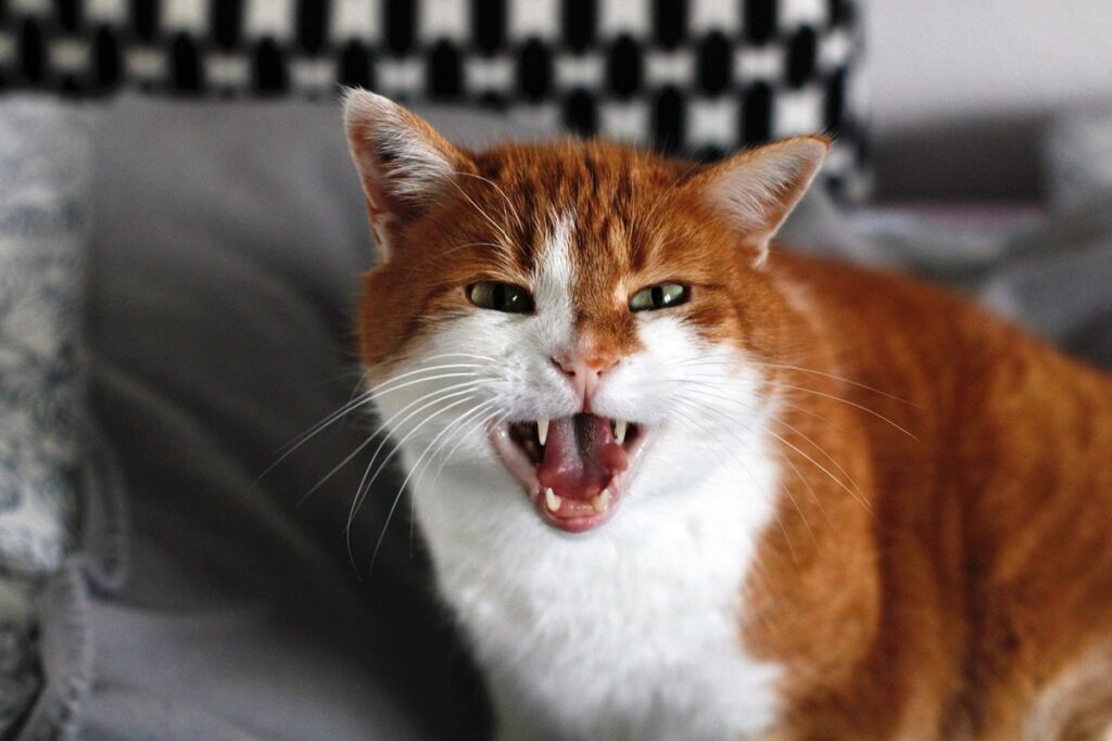 do all cats hiss