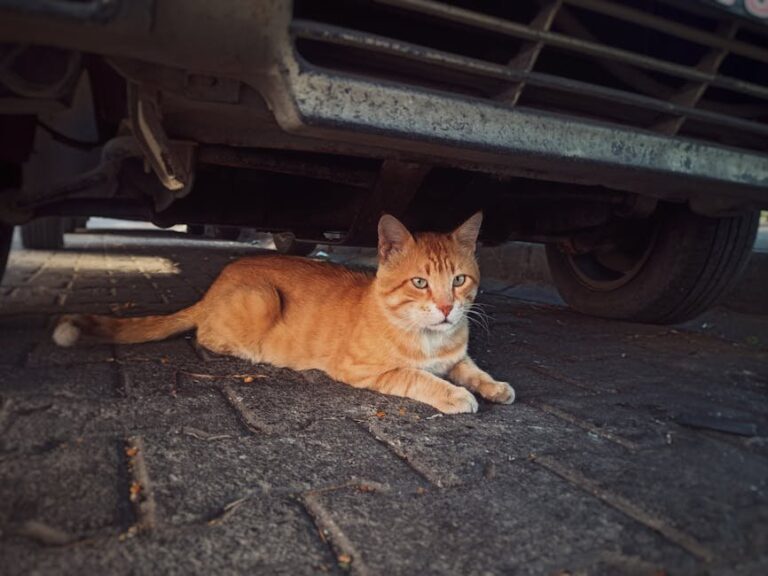 cat in time out