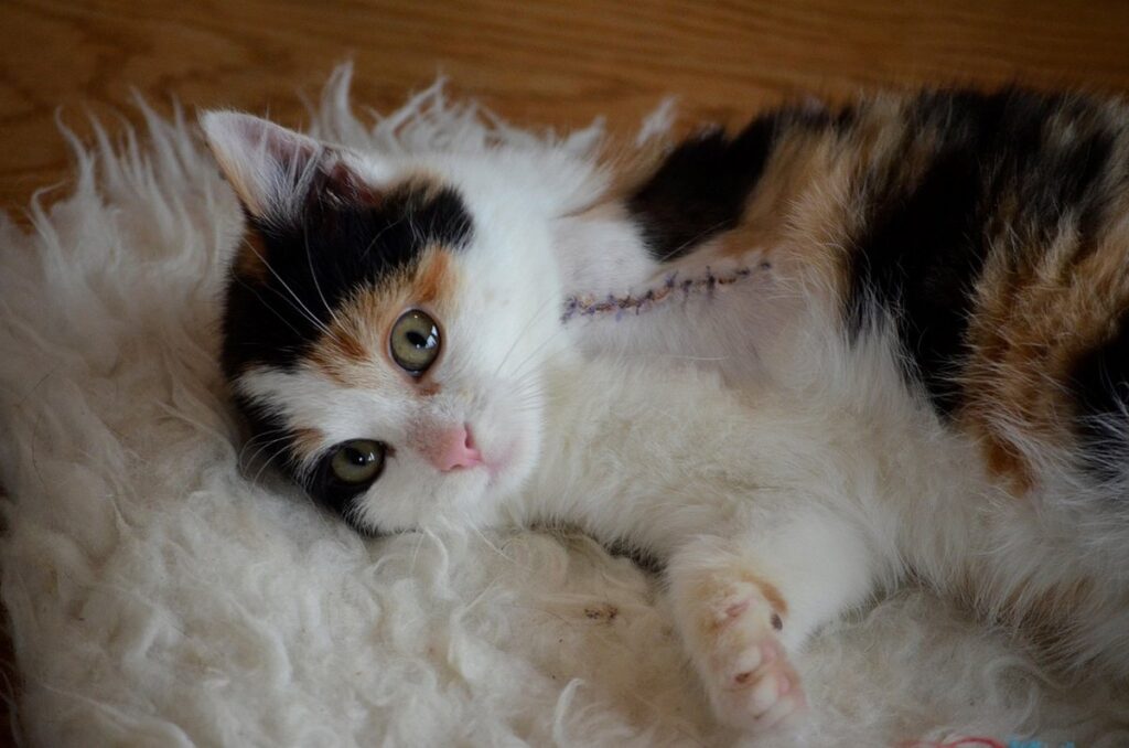 amputate cat leg or put down