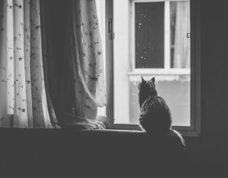 cat looking out a window