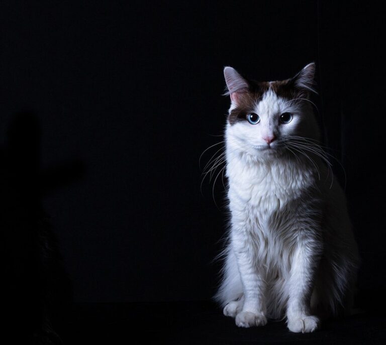 feline low body temperature