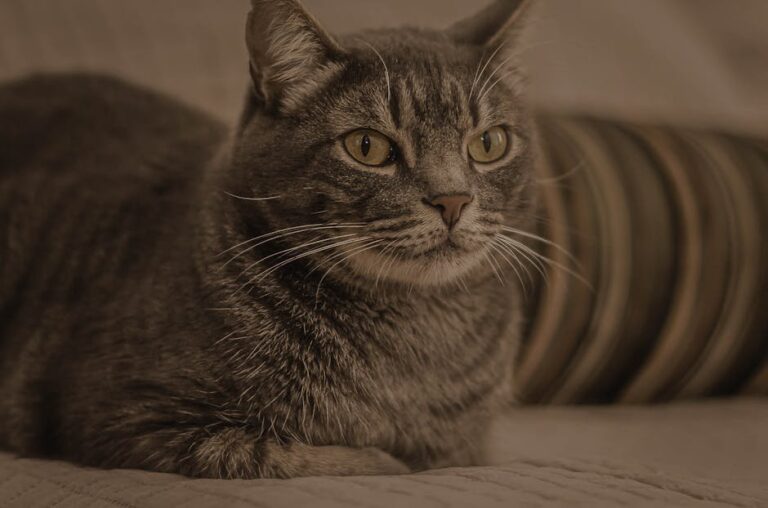 cat lump on chin