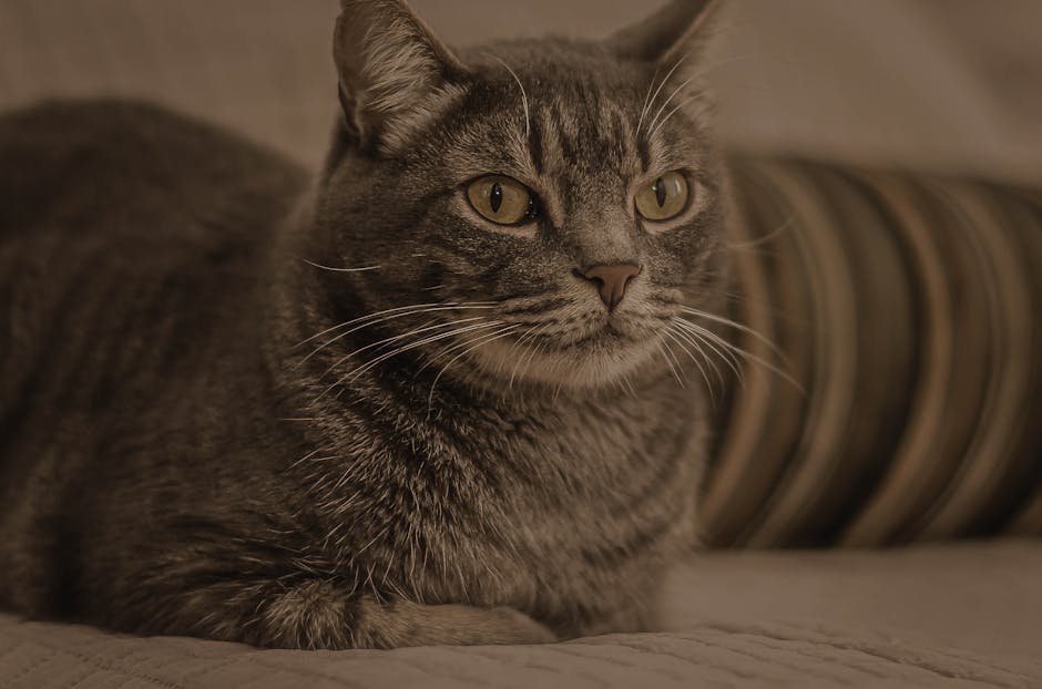 cat lump on chin -> cat chin lump