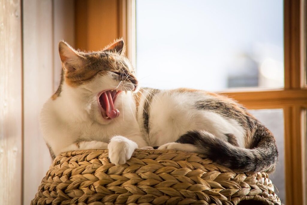 do cats get morning sickness