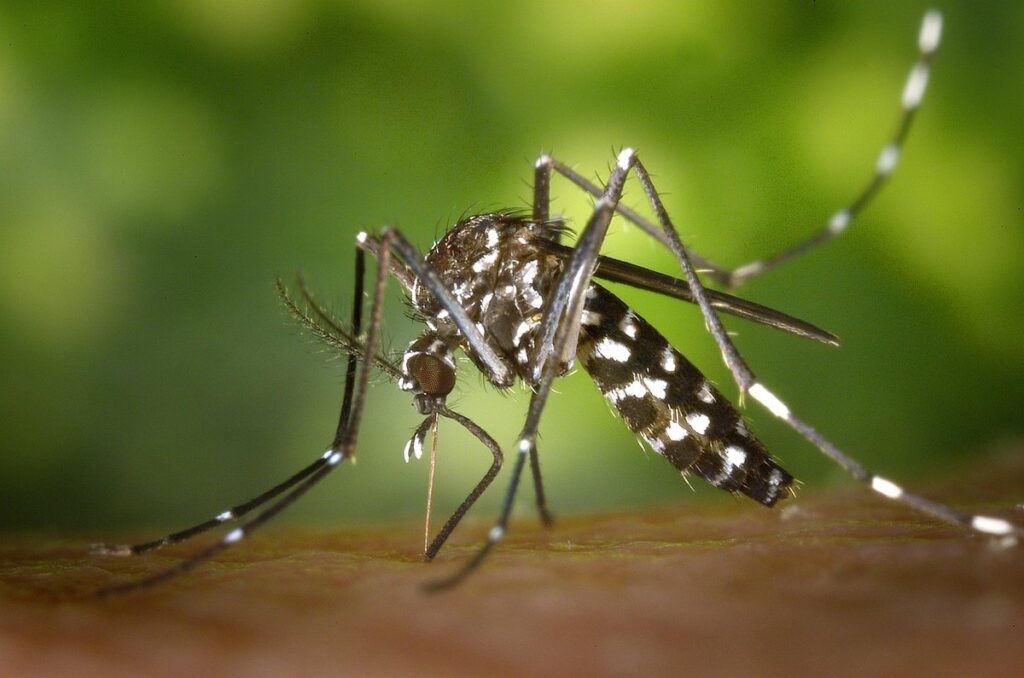 cat mosquito bite