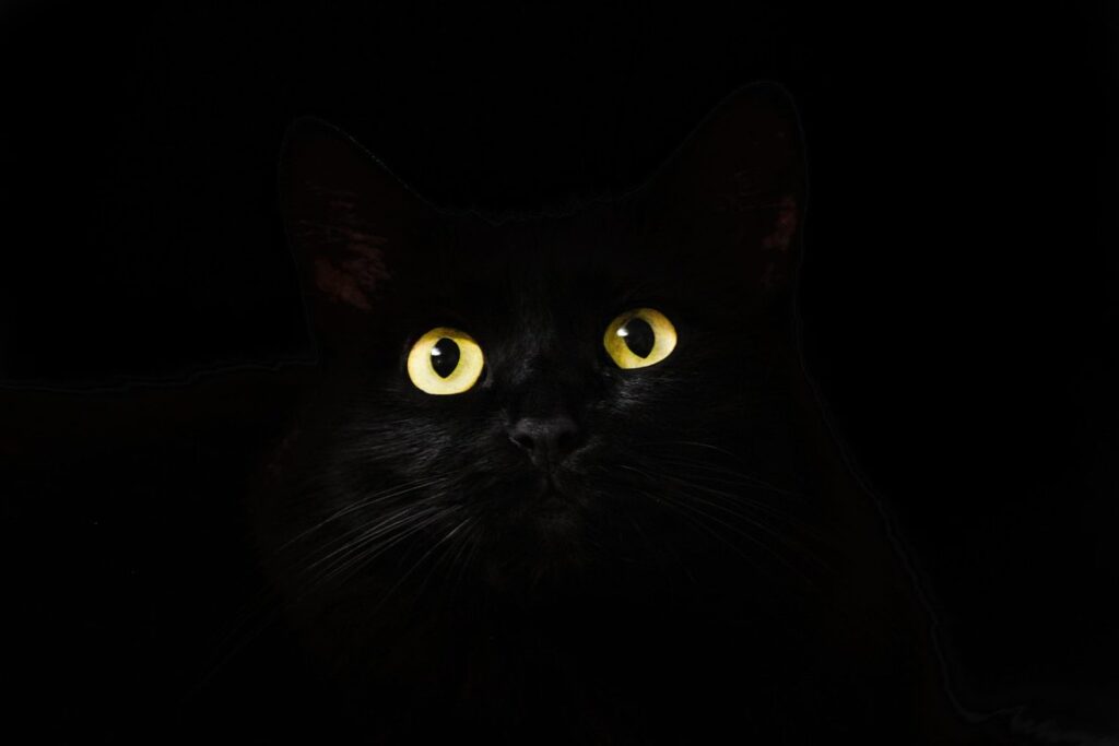 why are cats nocturnal