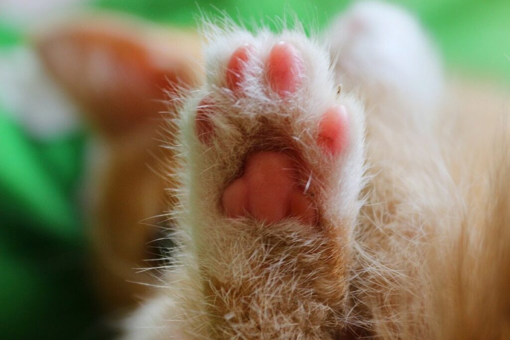 cat overgrooming legs