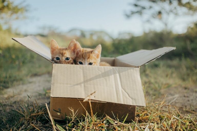 cat peeing outside litter box