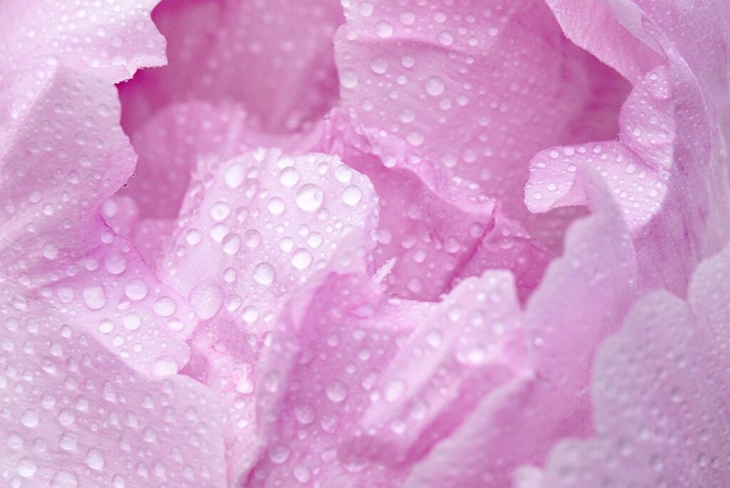 are peonies toxic to cats