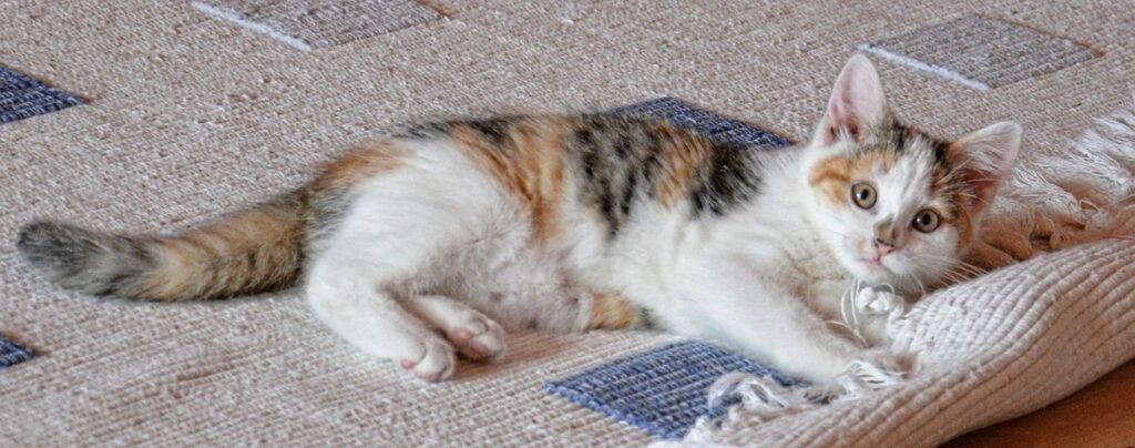 cat play carpet