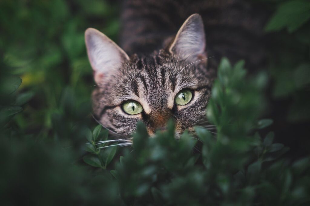how to stop cats pooping on my garden