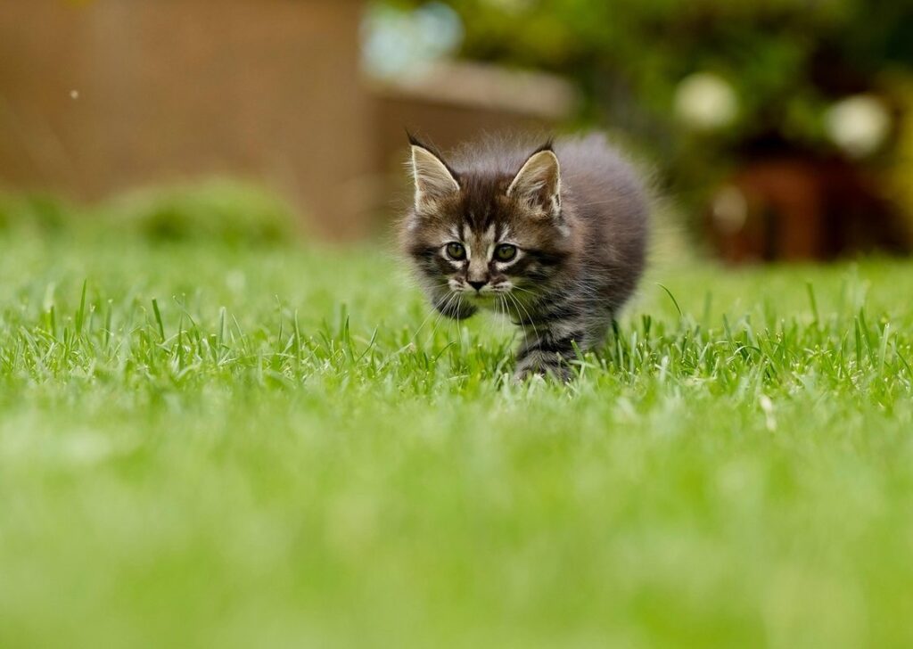 Cat Pouncing