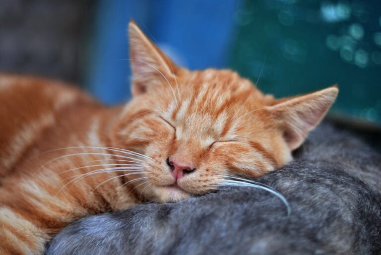 do cats purr involuntarily