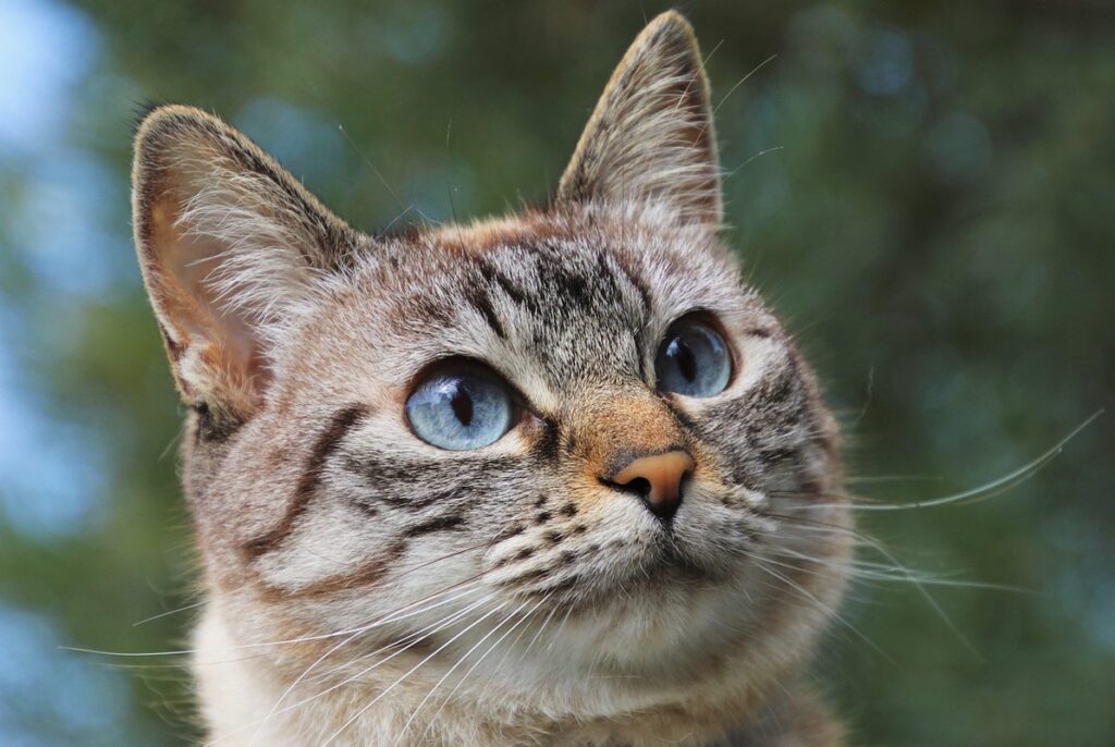 do cats know when you are sad