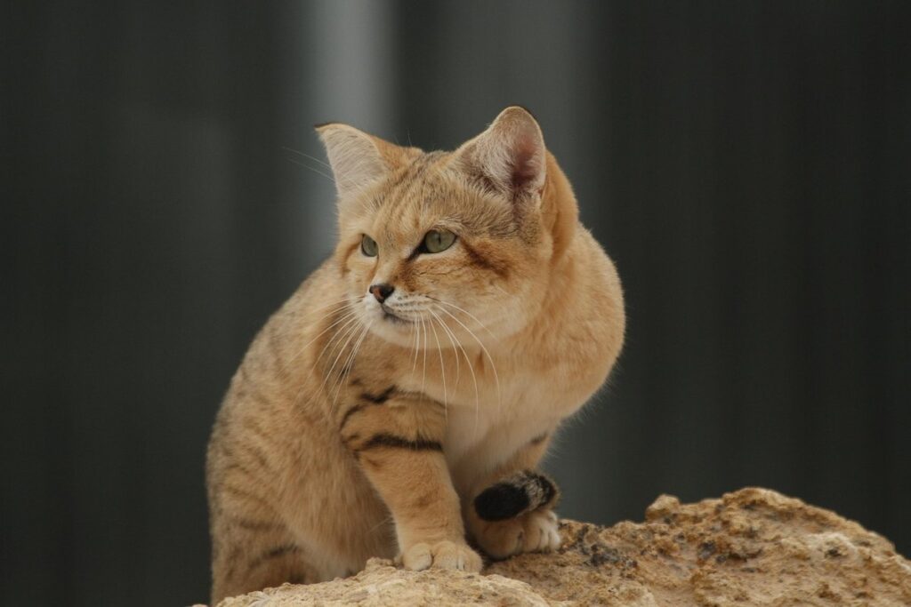 cat sand litter
