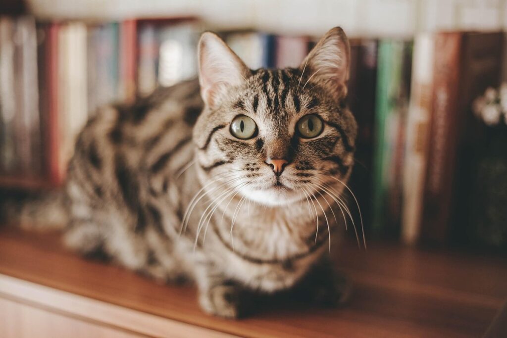 cat shelf