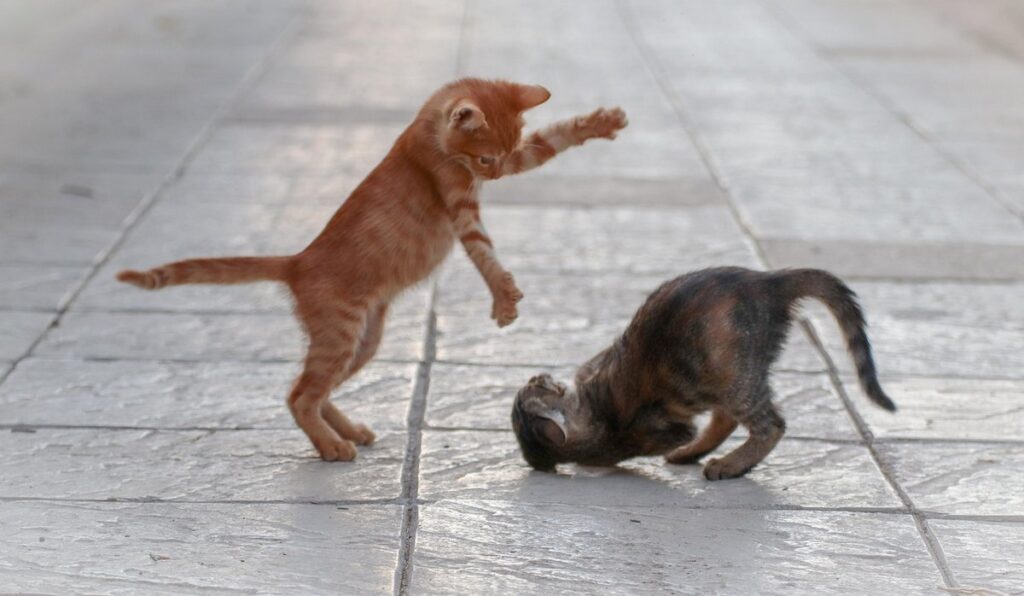 how do cats show submission to other cats