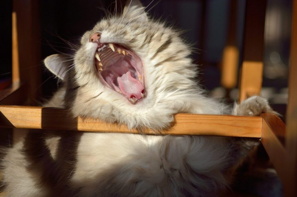 remove cat tartar at home