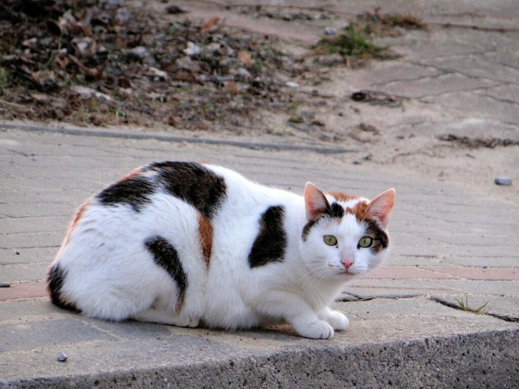 signs a cat trusts you
