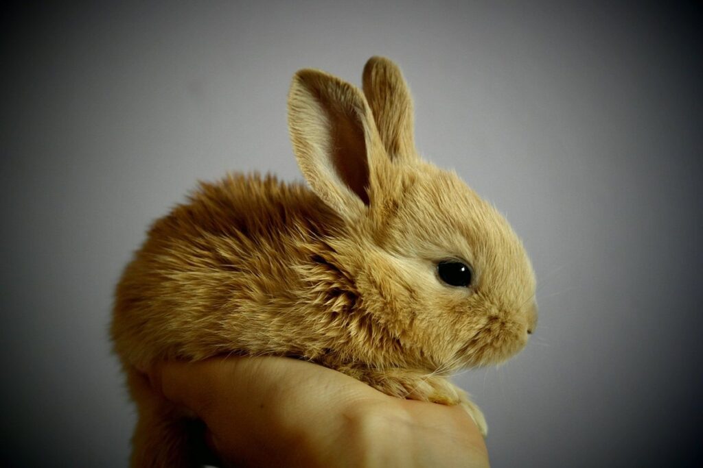 will a cat kill a rabbit