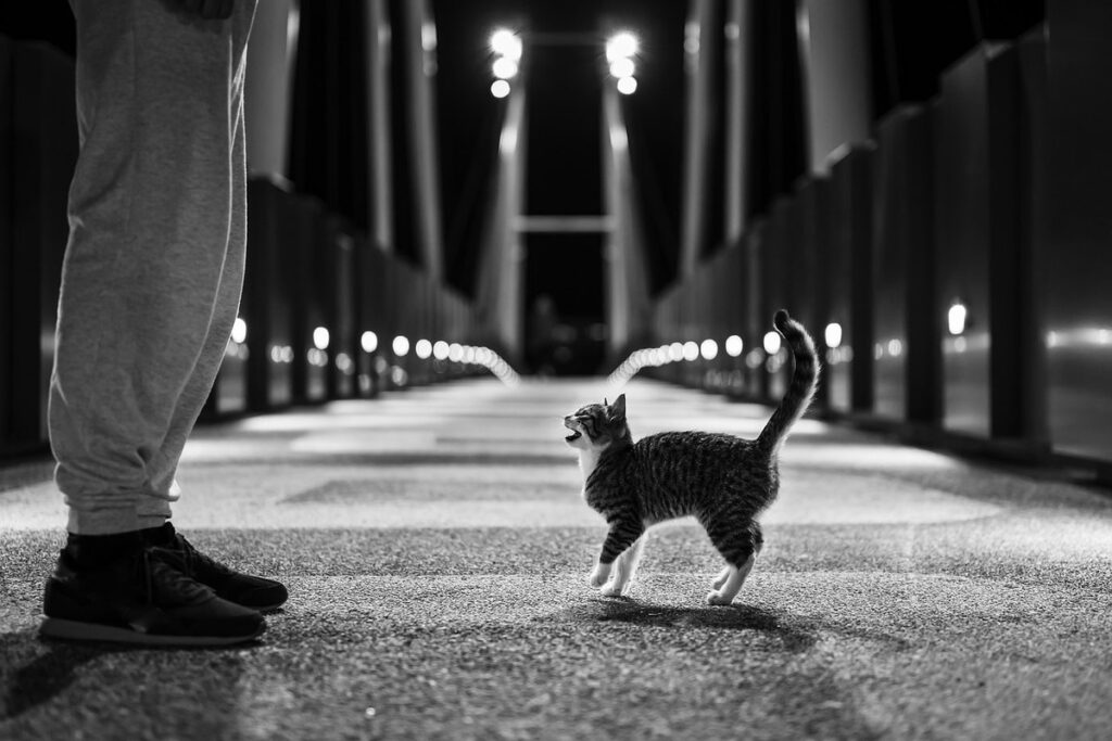 do cats need to be walked