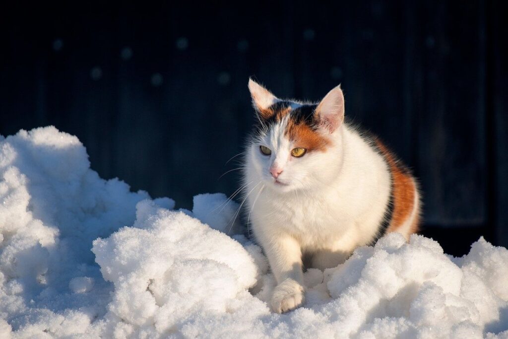 how to treat a cat with a cold at home