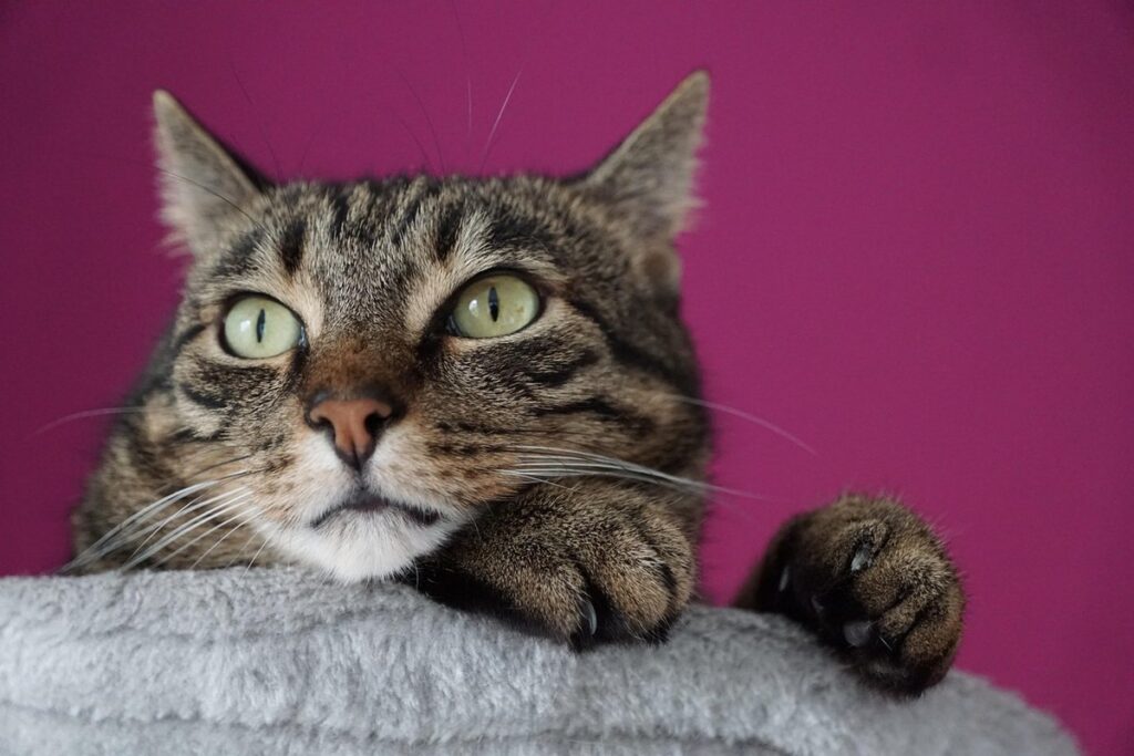 cat with purple eyes
