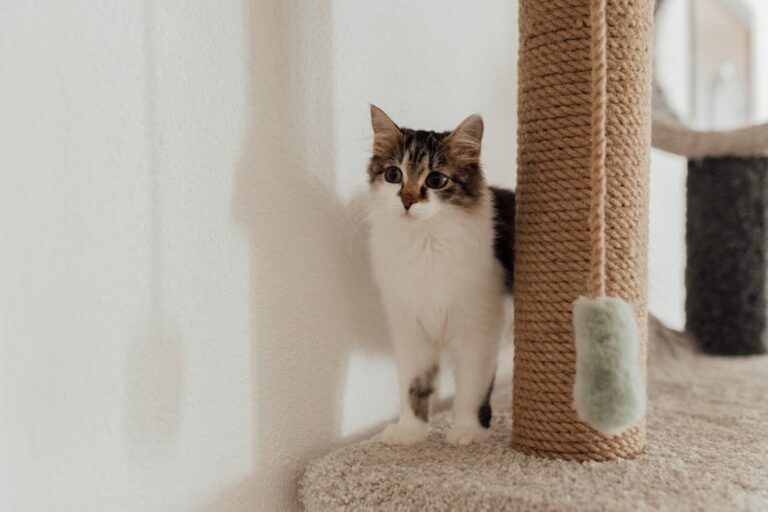 cat won't use scratching post