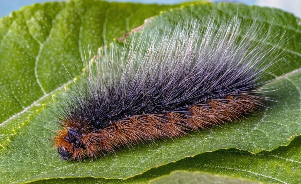 caterpillar defense