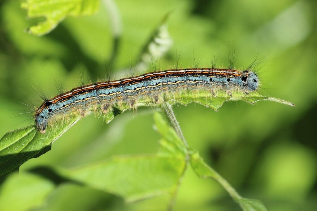 caterpillar gate