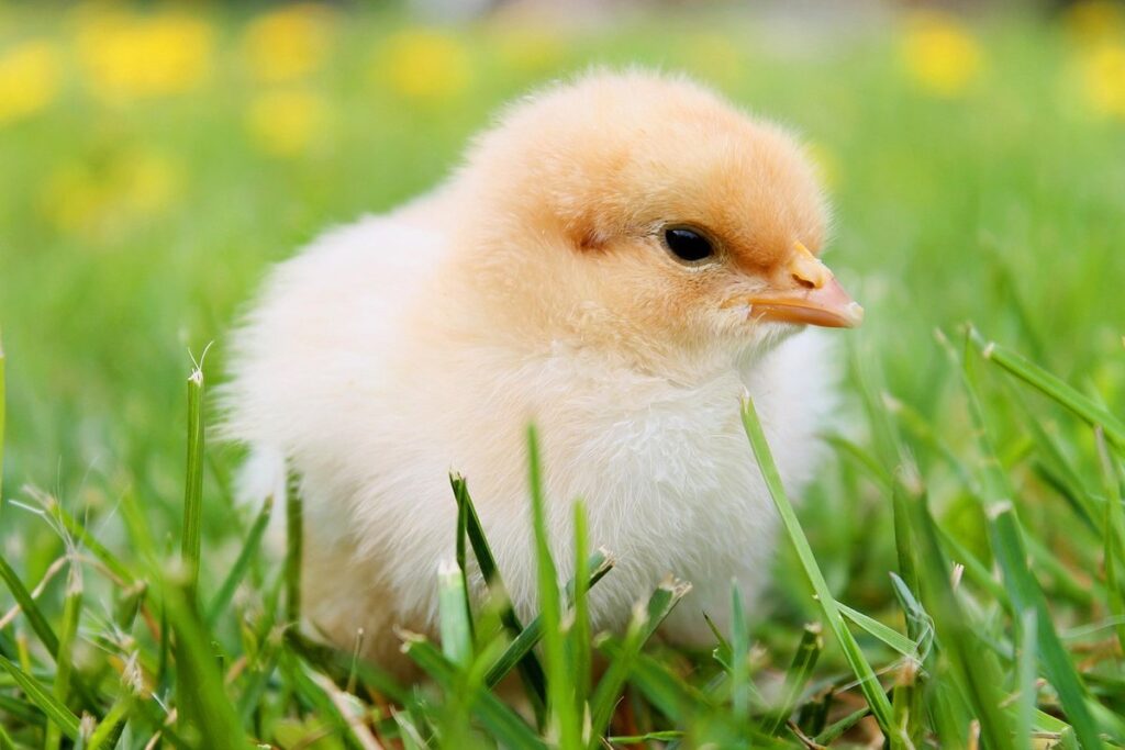 will cats kill chickens