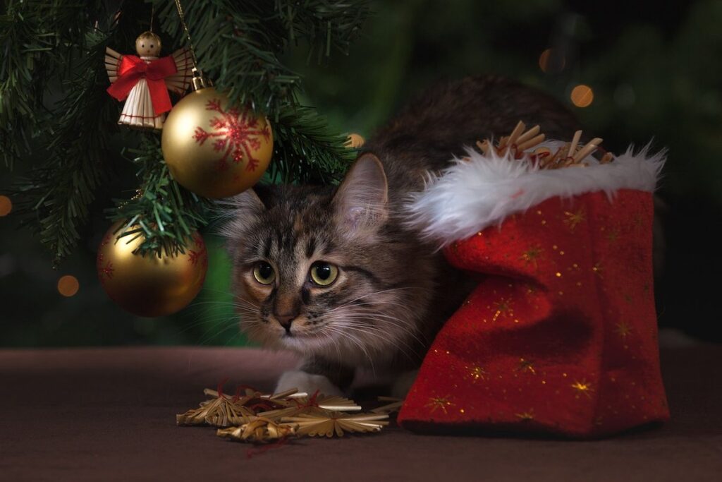 cats and christmas trees